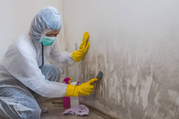 Best Mold Testing  in Lewes, DE