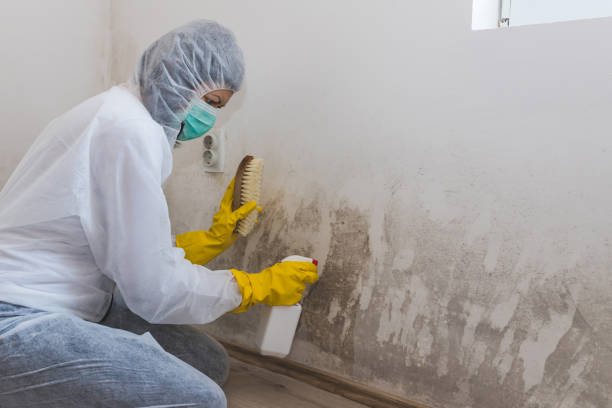 Best Attic Mold Removal  in Lewes, DE