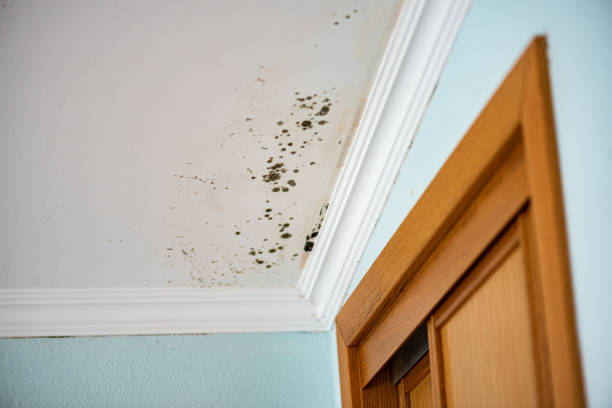 Best Attic Mold Removal  in Lewes, DE