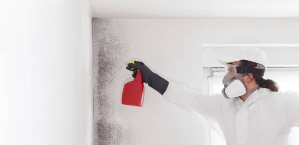 Professional Mold Removal in Lewes, DE