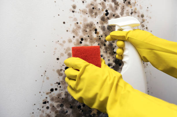Best Black Mold Removal  in Lewes, DE