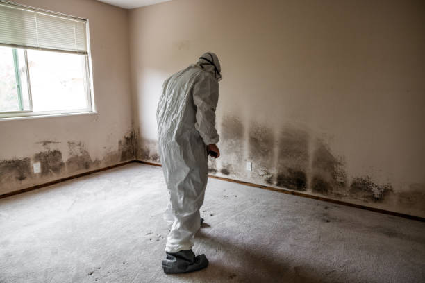 Best Professional Mold Removal  in Lewes, DE