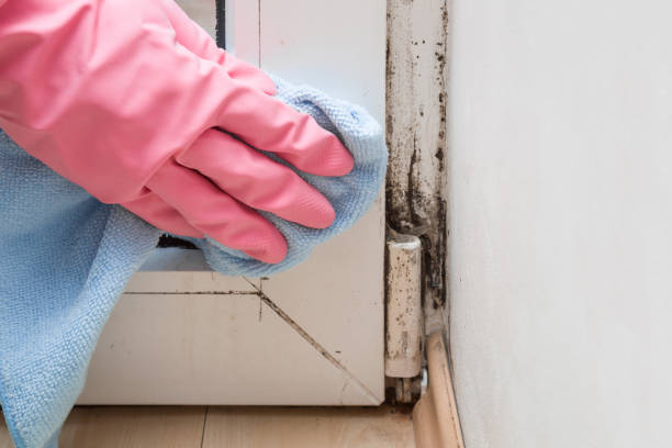 Best Toxic Mold Removal  in Lewes, DE